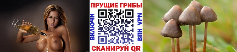 Псилоцибиновые грибы GOLDEN TEACHER  Химки 